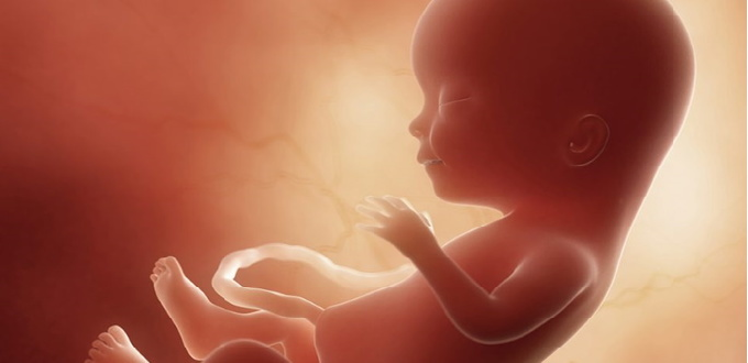 La Universidad de Pittsburgh es el centro de experimentacin con partes del cuerpo de bebs abortados