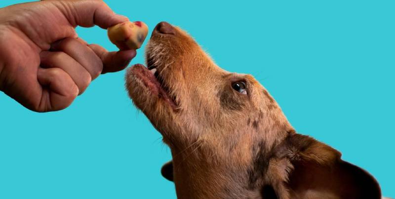 La di�cesis de Chur descarta la excomuni�n de las tres personas que dieron hostias consagradas a sus perros en Z�rich