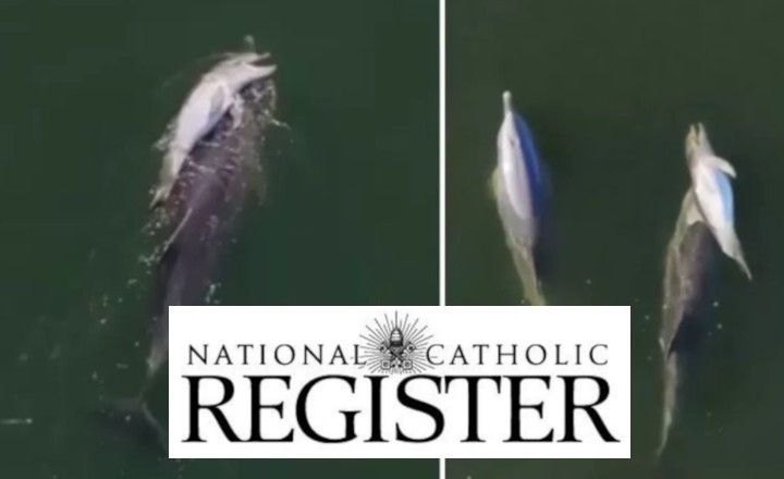 El National Catholic Register promueve el animalismo